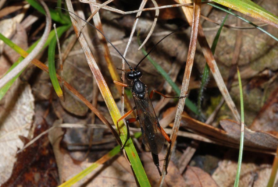 Pimpla rufipes? No. Altro Ichneumonidae non determinato